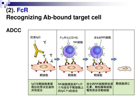 Ppt Innate Immunity Powerpoint Presentation Free Download Id 1351778