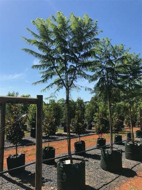 Jacaranda Mimosifolia Jacarandra Trees For Sale