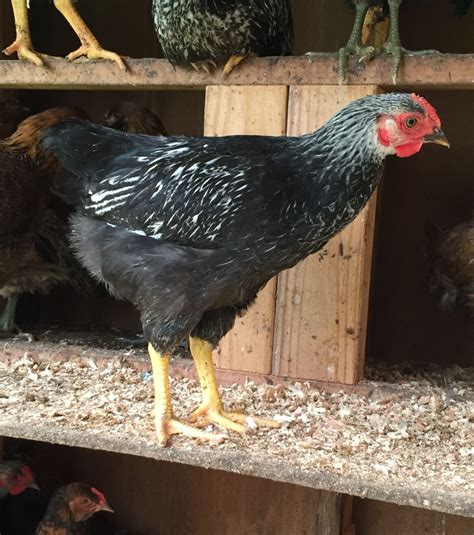 8 Week Old Ameraucana Gender Backyard Chickens Learn How To Raise Chickens