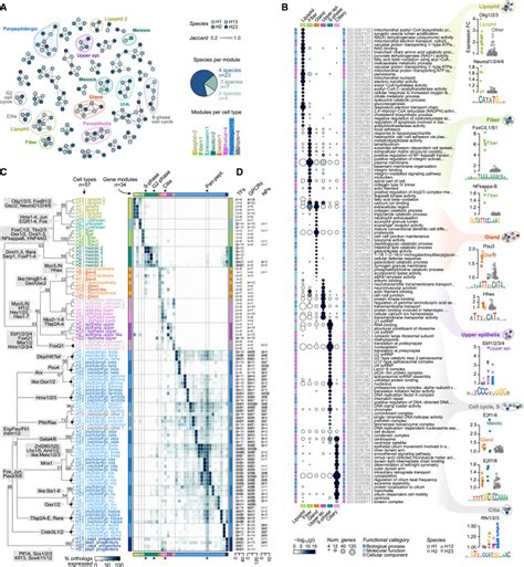 Stepwise Emergence Of The Neuronal Gene Expression Program In Early