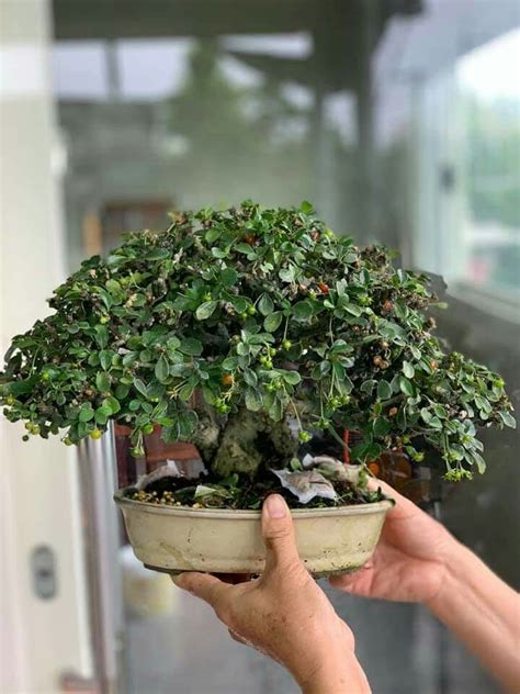 Pin di 植物