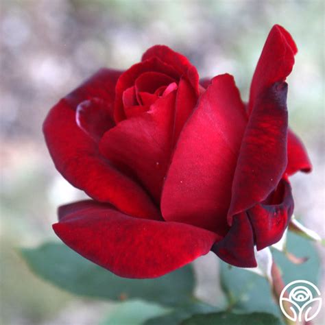 The Black Beauty rose is a classic hybrid tea rose that is known for ...