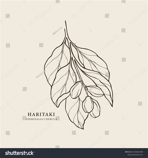 Hand Drawn Haritaki Branch Terminalia Chebula Stock Vector Royalty