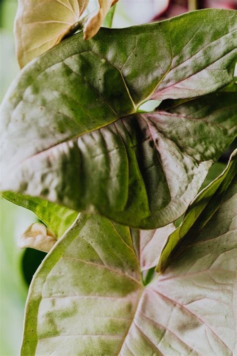 Syngonium Podophyllum Cuidados E Informaci N Houseplant Central