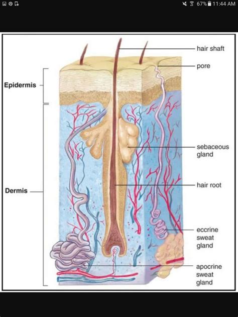 What Are Sebaceous Glands