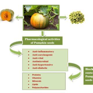 Pharmacological Activities And Biochemical Content Of Pumpkin Seeds