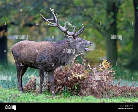 Red Deer Stag Bellowing During Rut Stock Photo Alamy