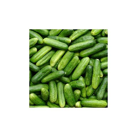 Cucumber Gherkin National 50 Seeds