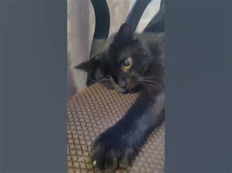 Непослушный кот - YouTube