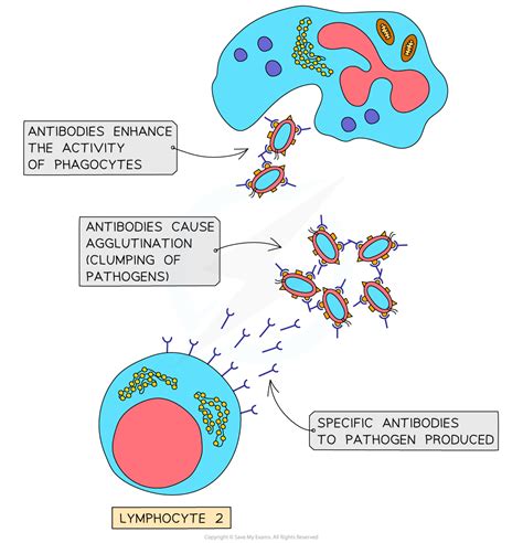 Human Defence Systems AQA GCSE Biology Revision Notes 2018