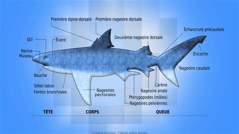 Le requin mâle et ses nageoires reproductrices Photos Futura