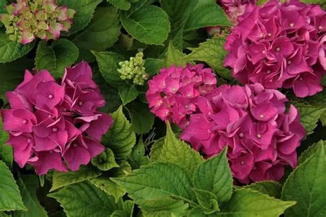 Hydrangea Madame Bardsee Free Freight Option