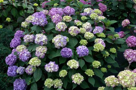 Beautiful Hydrangea Varieties