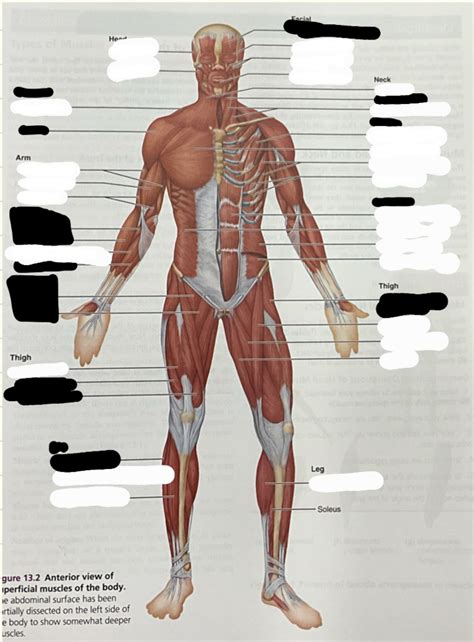 Muscles Pt 1 Diagram Quizlet