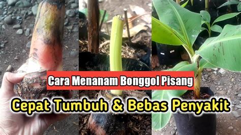 Cara Menanam Bonggol Pisang Agar Cepat Tumbuh Subur Bebas Penyakit Layu