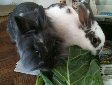 Rabbitssharing Leaf Bunny Rabbit Rabbit Bunny