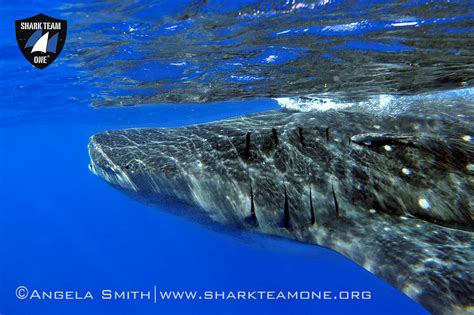 Endangered Whale Shark Conservation Program - Earth Day