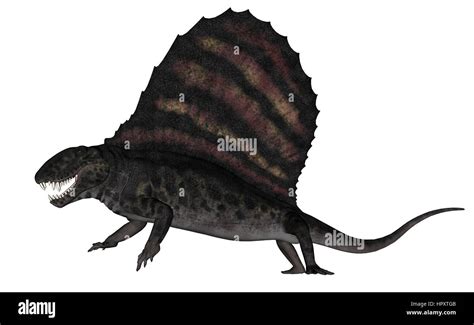 Dimetrodon Dinosaur Roaring Isolated In White Background 3d Render