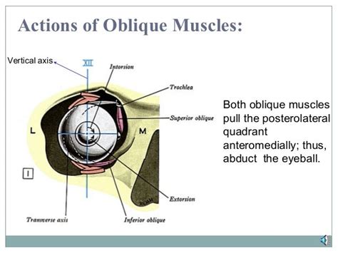 Orbit And Extra Ocular Muscles