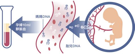 无创产前检测代理香港验dna 先知基因