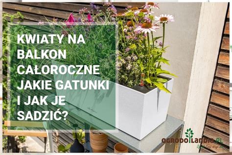 Kwiaty na balkon całoroczne jakie gatunki i jak sadzić na blogu Akces