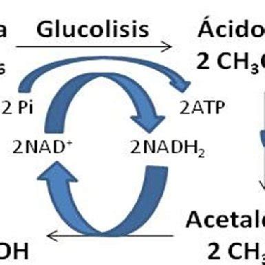 S Ntesis De La Secuencia De Reacciones Bioqu Micas Del Proceso De