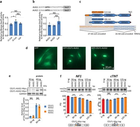 Impact Of Celf Utr Isoforms On The Quantity And Activity Of Celf