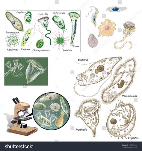 Classification Of Protozoa