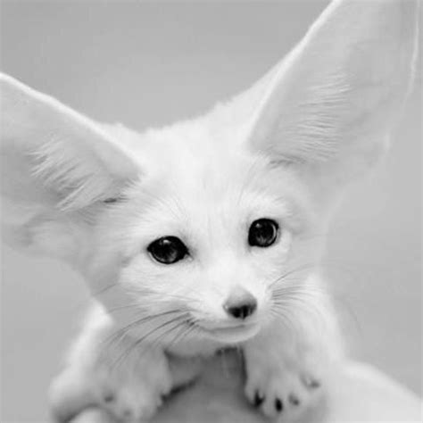 White Fennec Fox Baby