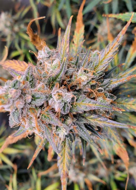 Bubba Kush Autoflower Strain Info Bubba Kush Autoflower Weed By