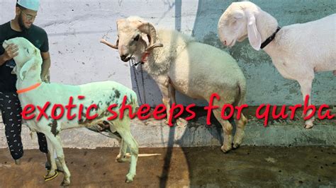 Qurbani Ke Bade Janwar In Warisguda Big Sheep S Available Huntle