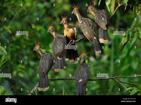 Hoatzin Opisthocomus Hoazin Napo Wildlife Lodge Amazonas Ecuador