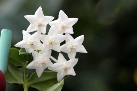 Hoya Lanceolata Bella ‘white Plants Bella White