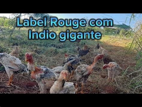 Cruzamento De Label Rouge Indio Gigante Terceira Gera O Como Eles