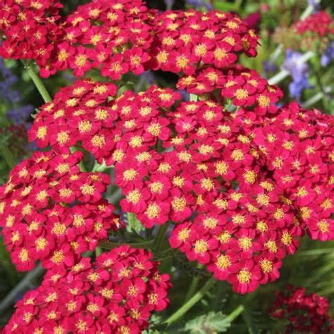 Achillea Millefolium Red Velvet Duizendblad Vaste Tuinplanten