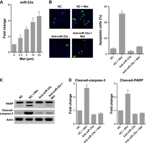 Metformin Induces Apoptosis Through Mir A Notes A The Effect Of