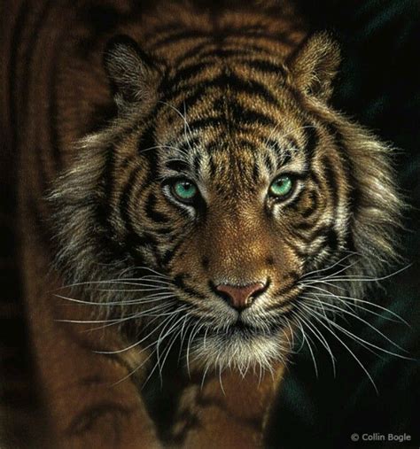 Bengal Tiger Green Eyes Dogs And Cats Wallpaper