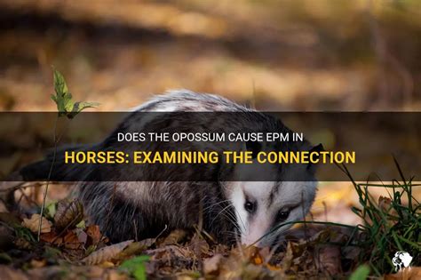 Does The Opossum Cause Epm In Horses Examining The Connection Petshun