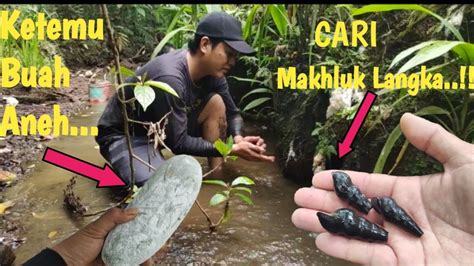 Cari Makhluk Langka Yang Sangat Digemari Ii Tengkuyung Sungai Ii Ketemu