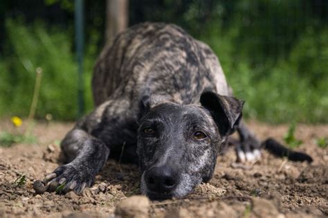 Razones Por Las Que Un Galgo Se Lame O Muerde Las Patas Con Mis