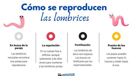 Cómo se reproducen las LOMBRICES paso a paso