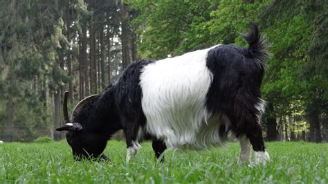 geit geiten dier gratis foto op pixabay pixabay