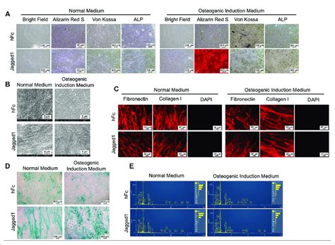 Characterization Of Decellularized Extracellular Matrix Decm