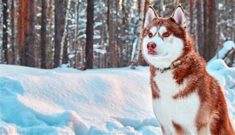 Brown Siberian Husky: 7 Charming Traits That Will Steal Your Heart