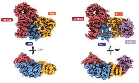 Structural Insights Into The Assembly Of Cilia