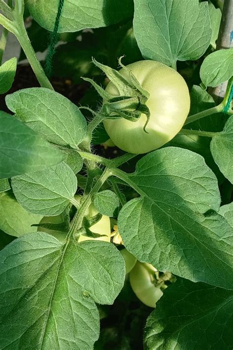 Tomatoes Green Food Free Photo On Pixabay Pixabay