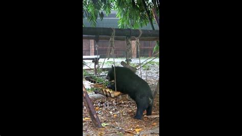 Rescued Moon Bears 15 Youtube