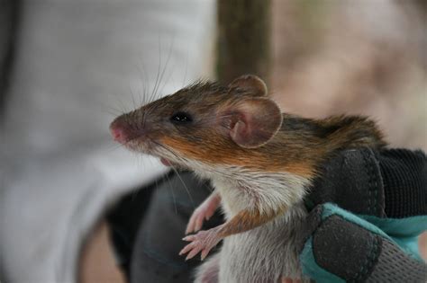 Heteromys gaumeri J.A.Allen & Chapman, 1897