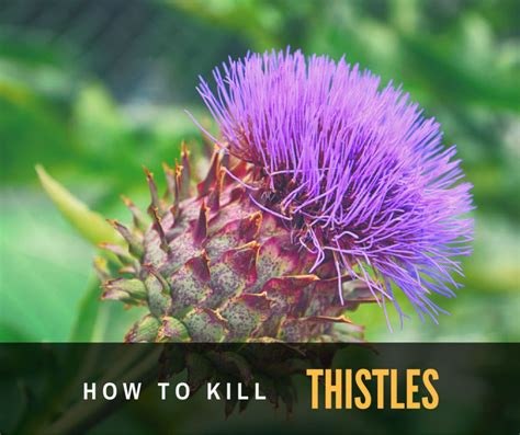 How To Kill Thistle Without Chemical Step By Step