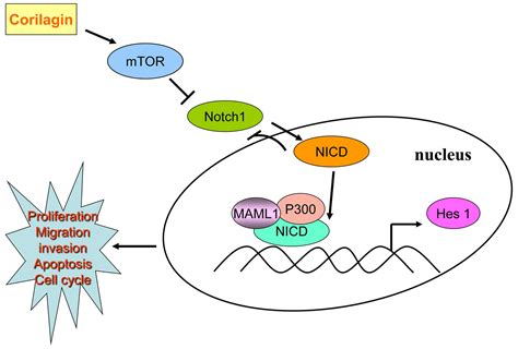 Corilagin Suppresses Cholangiocarcinoma Progression Through Notch